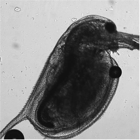 현미경으로 관찰한 물벼룩. [사진=KRISS]