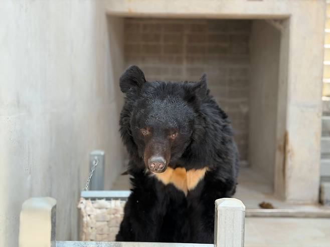 2007년 회수된 반달가슴곰 천왕이가 지리산 반달가슴곰 생태학습장에 머물고 있다. 천권필 기자