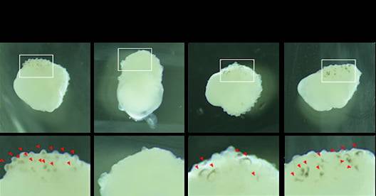 모발 오가노이드 기반 탈모 재현 및 치료 효과 분석 이미지. 빨간색 화살표는 오가노이드에서 만들어진 모발을 가리킨다. 오가노이드 사이언스 제공