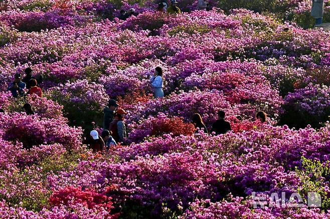 [합천=뉴시스] 차용현 기자 = 지난해 5월4일 경남 합천군 황매산 정상에 가득 핀 산철쭉. .con@newsis.com