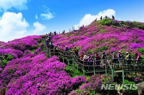 【서울=뉴시스】전북 남원시 바래봉 산철쭉 군락. (사진=남원시)