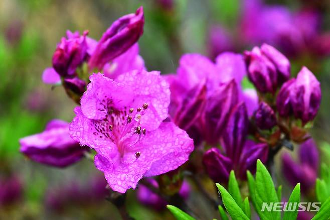 [남해=뉴시스] 차용현 기자 = 2023년 4월19일 오전 경남 남해군 망운산 정상 인근에서 꽃망울을 터뜨린 산철쭉. con@newsis.com