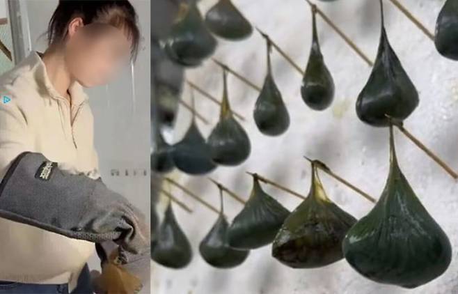 수천 마리의 독성 파충류 일부가 자루에 담긴 채 매달려 있다. 홍콩 'SCMP' 캡처