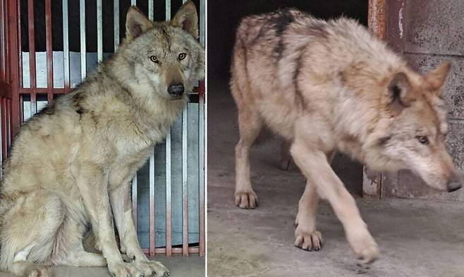 17일 대전 중구 오월드에서 탈출한 늑대 ‘늑구’가 외부 의료기관에서 치료를 받고 회복중인 모습. 사진=대전시 제공