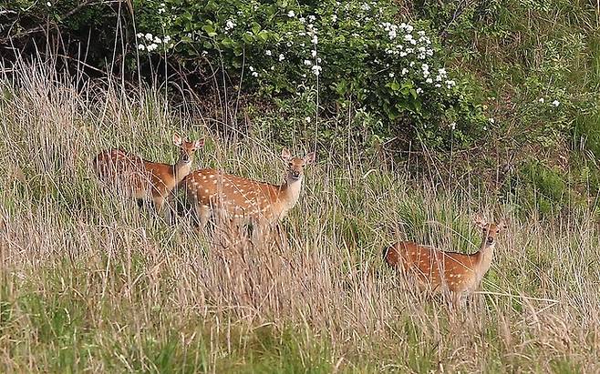 사슴. 사진=연합뉴스(해당 기사와 관련 없음)