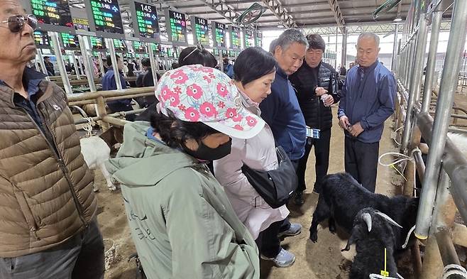 ▲ 22일 농민들이 염소 스마트 경매시장을 둘러보며 출하된 염소를 확인하고 있다. 권오석 기자