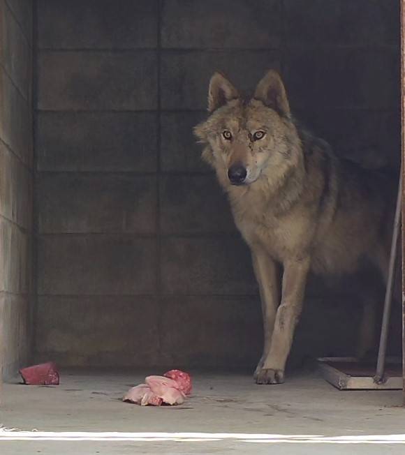 대전 오월드로 돌아온 늑구. 그릇에 먹이를 주면 소리에 예민하게 반응해 섭취를 꺼릴 수 있어 바닥에 놓인 먹이를 먹는다. (사진 대전 오월드 제공)/뉴스펭귄