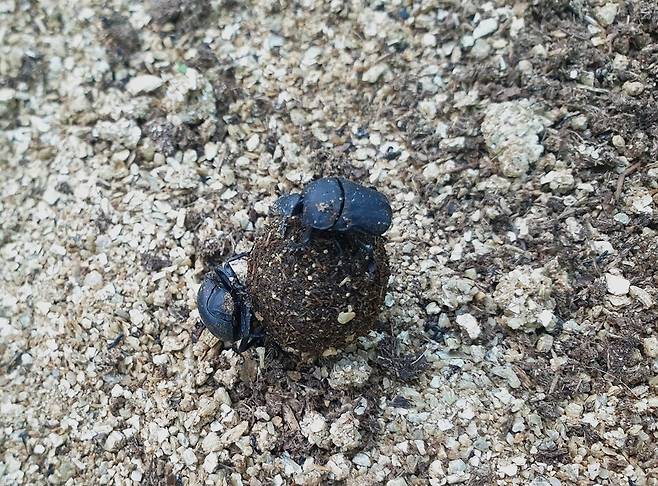 똥돌이. (사진 이강운 대기자)/뉴스펭귄