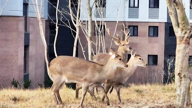 지난해 2월 전남 순천의 한 아파트단지에 출몰했던 사슴떼.사진 온라인 커뮤니티 캡처=뉴스1