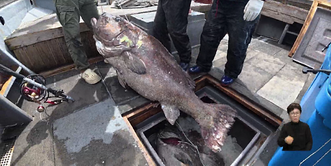 최근 부산 한 낚시배에 잡힌 초대형 돗돔. 사진=KNN 뉴스 갈무리