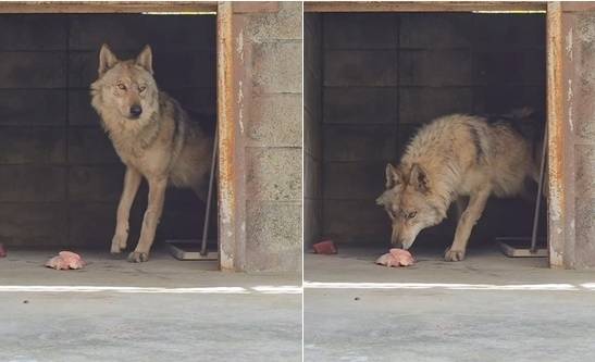 대전 오월드 측이 당분간 늑구의 소식을 전하지 않겠다고 밝혔다. 오월드 인스타그램 캡처