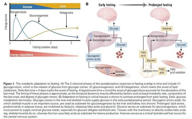 PK Fazeli, et al. Endocrine reviews 2025