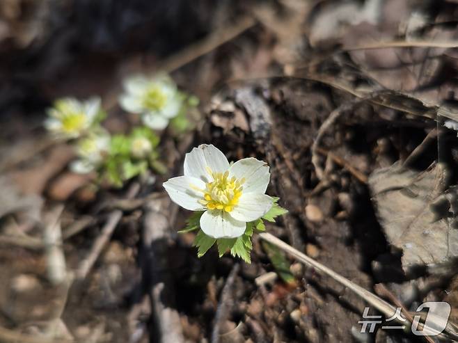 소백산 비로봉과 연화봉 일대에서 세계 최대 규모의 군락지를 형성하고 있는 '모데미풀'(소백산 국립공원 제공. 재판매 및 DB금지)