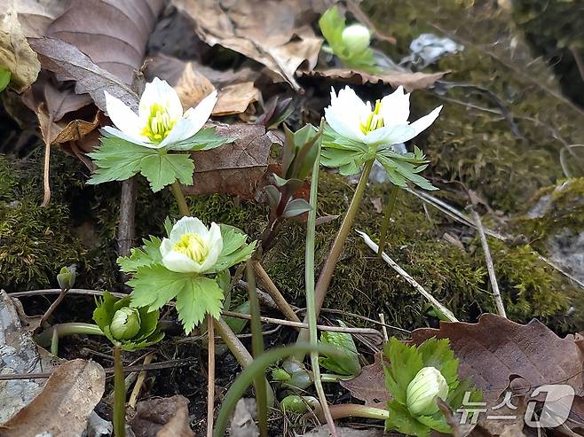 소백산 비로봉과 연화봉 일대에서 세계 최대 규모의 군락지를 형성하고 있는 '모데미풀'(소백산 국립공원 제공. 재판매 및 DB금지)