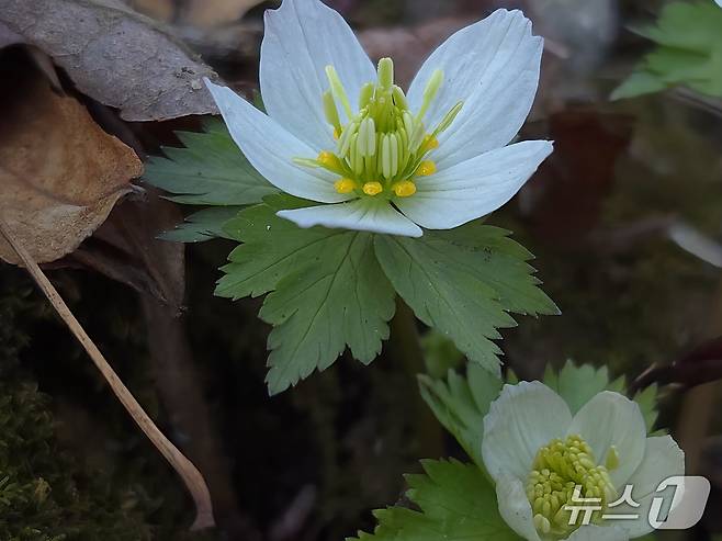소백산 비로봉과 연화봉 일대에서 세계 최대 규모의 군락지를 형성하고 있는 '모데미풀'(소백산 국립공원 제공. 재판매 및 DB금지)