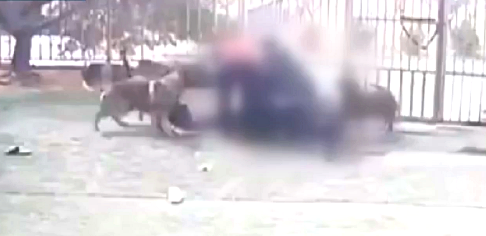 지난달 27일 경기 고양시에 있는 한 애견카페에서 맹견들이 20대 여성 A씨를 공격하는 모습. JTBC 방송화면 캡처