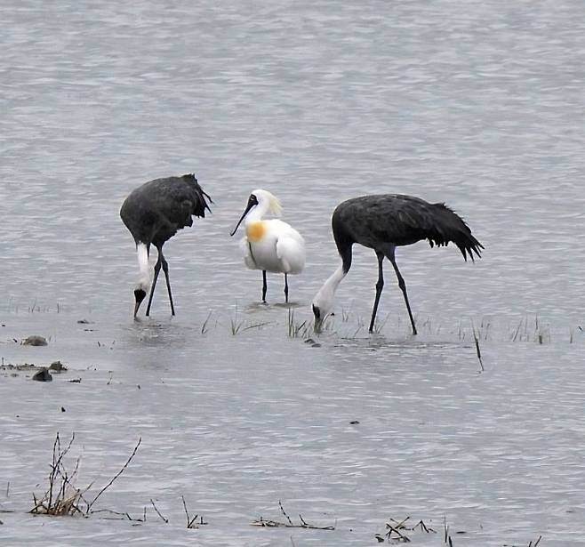 호주와 뉴질랜드에서 월동을 마친 도요·물떼새들이 알래스카와 시베리아 번식지로 이동하는 과정에서 순천만에 머문다. 기후에너지환경부