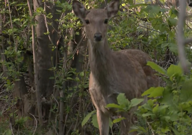 경기 광명시의 한 사슴농장에서 사슴 5마리가 탈출해 관계당국이 수색에 나섰다가 농장주의 요청으로 작업을 일시 중단했다. MBC뉴스
