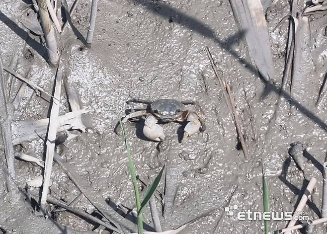 작은 칡게들이 전남 순천만 습지 갈대밭 갯벌 구멍 사이로 수시로 오가고 있다.