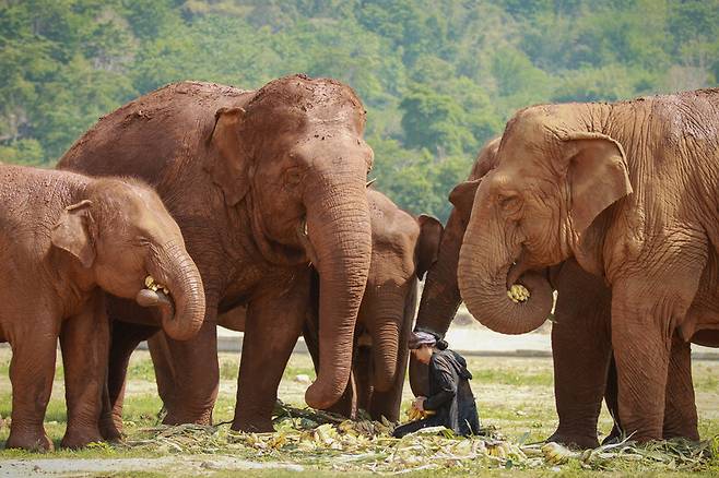 생드안 렉 차일러트 코끼리자연보호소 대표가 코끼리와 함께 시간을 보내고 있다. 코끼리자연보호소 제공