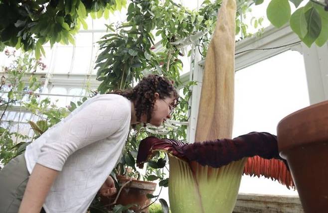 [서울=뉴시스] 최근 미국 마운트 홀리요크 대학 탈콧 온실에서 개화한 시체꽃의 모습. (사진출처: AP) 2026.04.22.