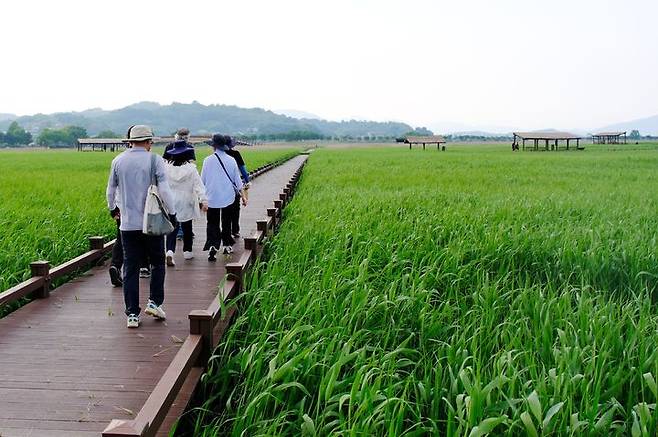 [순천=뉴시스] 관광객들이 순천만습지를 둘러보고 있다. (사진=순천만 제공) 2026.04.23. photo@newsis.com *재판매 및 DB 금지