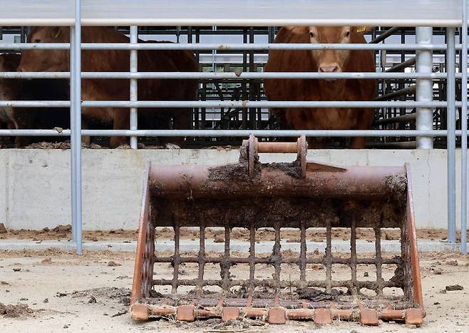 홍성 한우 농가 [촬영 김준범]