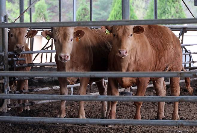 홍성 한우 농가 [촬영 김준범]