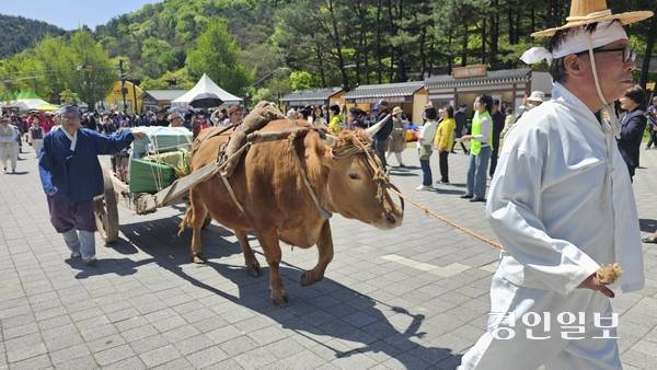 24일 경기 동부권 최대 축제 중 하나인 ‘제16회 양평 용문산 산나물 축제’가 수많은 방문객의 시선과 입맛을 끌어당기며 성대한 개막의 나팔을 불었다. 축제의 시작인 ‘임금님 진상행렬’이 축제장으로 들어서고 있다. 26.4.24 양평/장태복기자 jkb@kyeongin.com