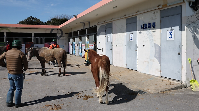 뇨 시료 채취 대기 중인 말들.