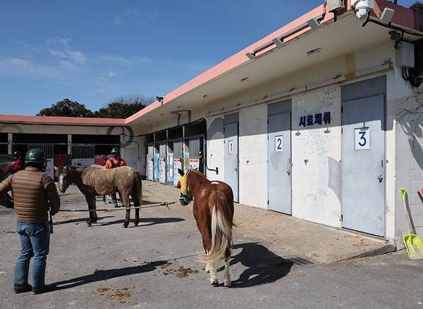 뇨시료 채취를 대기하고 있는 말들 (사진=한국마사회 제주본부)
