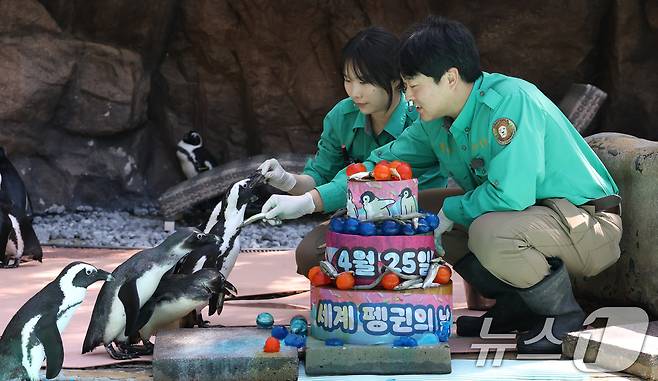 세계 펭귄의 날을 하루 앞둔 24일 경기 용인시 처인구 에버랜드 펭귄아일랜드에서 주키퍼들이 아프리카 펭귄들에게 양미리가 올라간 케이크를 특식으로 주고 있다. ⓒ 뉴스1 김영운 기자