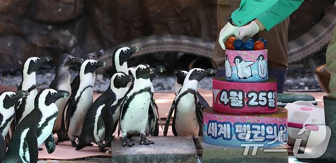 세계 펭귄의 날을 하루 앞둔 24일 경기 용인시 처인구 에버랜드 펭귄아일랜드에서 주키퍼들이 아프리카 펭귄들에게 양미리가 올라간 케이크를 특식으로 주고 있다. ⓒ 뉴스1 김영운 기자