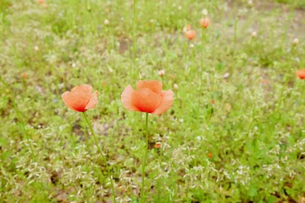 “춘곤증 비켜!” 활력 끌어올려 줄 음식 3 (출처: 픽사베이)