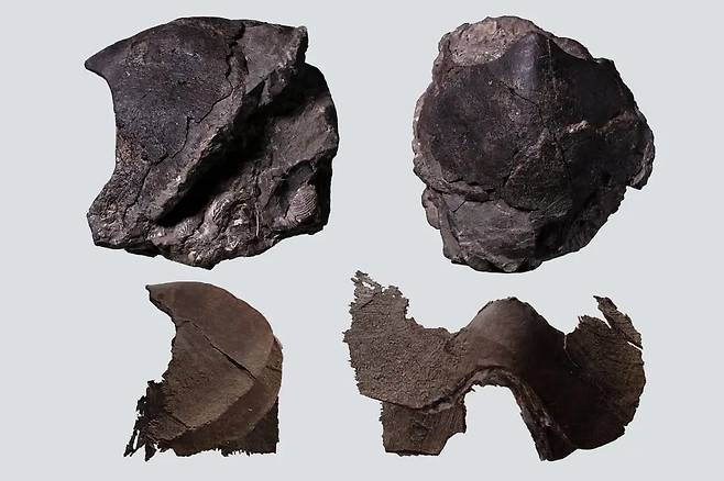 백악기 지층에서 발굴한 고대 문어의 턱뼈 화석 일부./훗카이도대