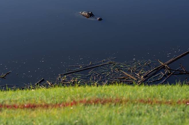 24일 미국 TPC루이지애나에서 열린 PGA 투어 취리히 클래식 1라운드가 진행되는 동안 악어 한 마리가 늪을 헤엄치고 있다. /AP 연합뉴스