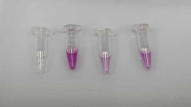 균주의 항염증 효과를 확인하는 실험을 진행했다.  김혜린 기자 sinnala8@donga.com