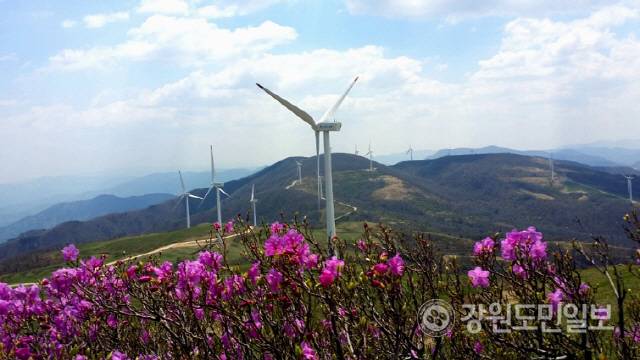 ▲ 영동과 영서를 가르는 백두대간 곤신봉∼선자령 능선의 봄 풍경.