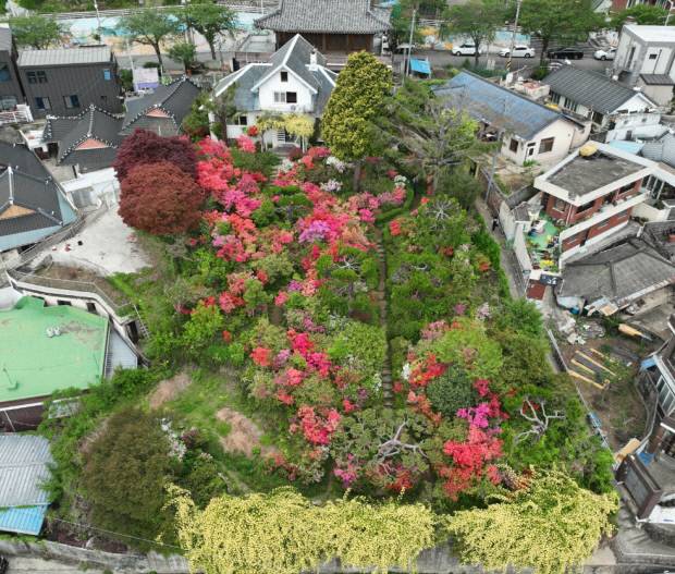순천 고산의원장 가옥 정원에 식재된 목향장미가 절정을 이루며 방문객들의 발길이 이어지고 있다. 순천시 제공