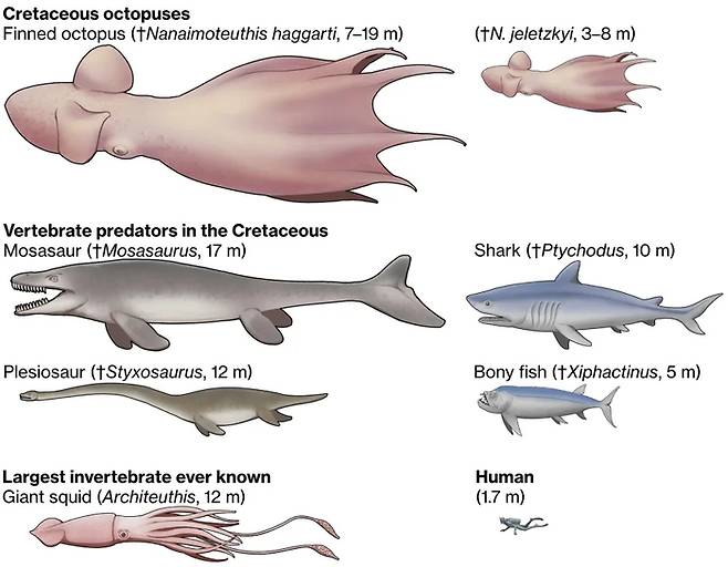 지느러미 문어 크기 비교. 사진=홋카이도 대학교