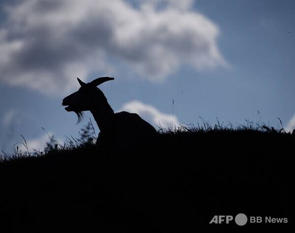 사진은 칼럼과 관련 없는 참고 이미지입니다. 사진제공=ⓒAFPBBNews = News1 (사진을 무단으로 사용하지 마십시오.)