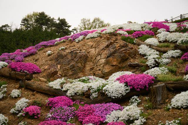 21일 봉산 편백나무 숲 꽃잔디 구역 모습. 만개한 꽃잔디 사이로 암석이 드러나 있다. 현장 관계자들은 당초 편백나무 식재를 목적으로 기존 숲을 개벌했으나, 뒤늦게 암반 지대가 드러나며 식재가 불가능해지자 임시방편으로 현장을 꽃잔디로 덮었다고 증언했다. 하상윤 기자