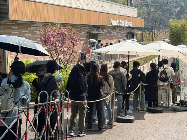 15일 경기 용인시 에버랜드 세컨하우스 앞에서 방문객들이 쌍둥이 아기 판다 루이바오와 후이바오를 보기 위해 줄을 서서 기다리고 있다. 안아람 기자