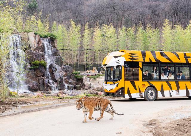 경기 용인시 에버랜드 '사파리월드 더 와일드'에서 방문객들이 전기(EV) 버스를 타고 호랑이를 지켜보고 있다. 삼성물산 리조트부문 제공