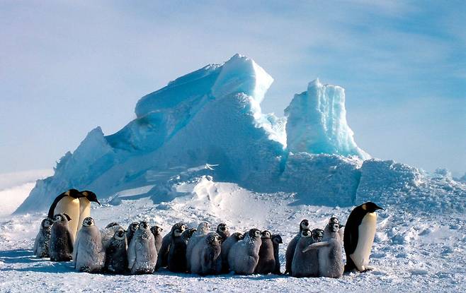남극 도슨-램턴 빙하에서 눈폭풍 이후 혹한을 견디는 황제펭귄과 새끼들. 사진 Fritz Polking, WWF