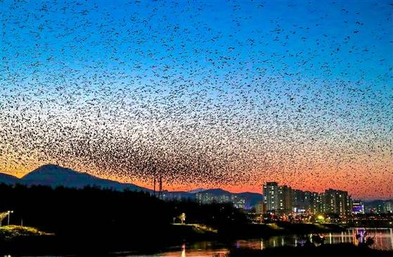 울산 태화강변에서 관찰된 떼까마귀가 날아오르는 모습. 사진 울산 남구