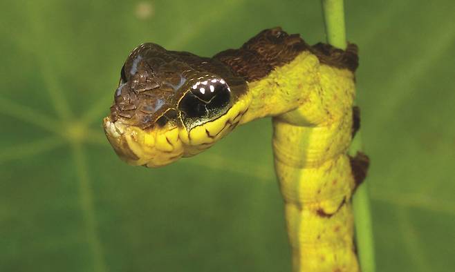 포식자로부터 잡아먹히지 않기 위해 독사의 머리를 모방한 속임수로 생존 전략을 펼치는 박각시나방 애벌레. 세종서적 제공