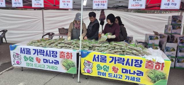 전국 최대 농산물 시장인 서울 가락시장에 상륙한 '달성 화원 참 미나리'. 달성군 제공