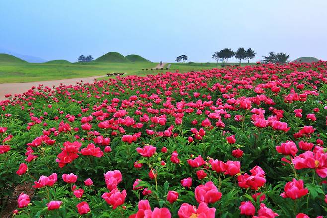 의성군 조문국사적지 작약.(사진=경북도)