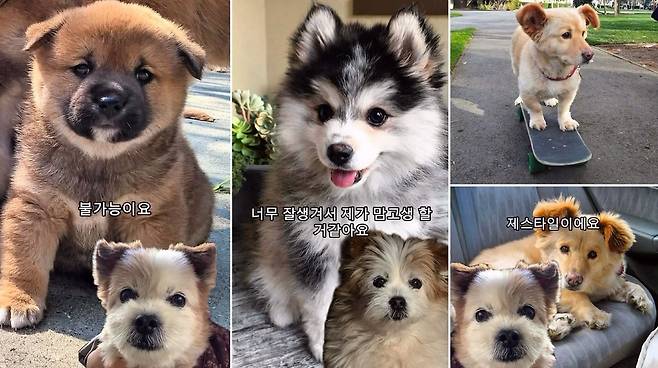 믹스견 봄이의 연하남 고르기 편 영상 갈무리, 취향이 또렷한 봄이다(인스타그램 ohmy_bom 제공). ⓒ 뉴스1